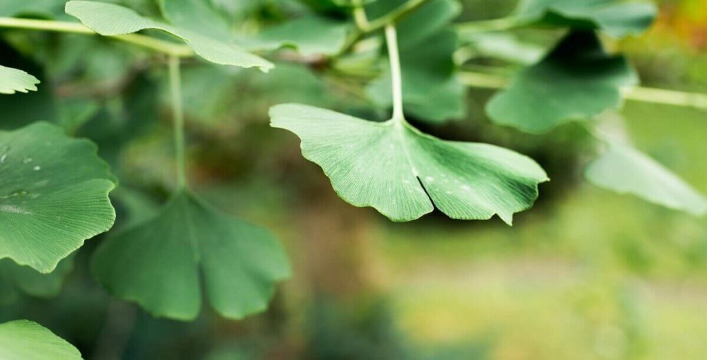 Liście miłorzębu japońskiego